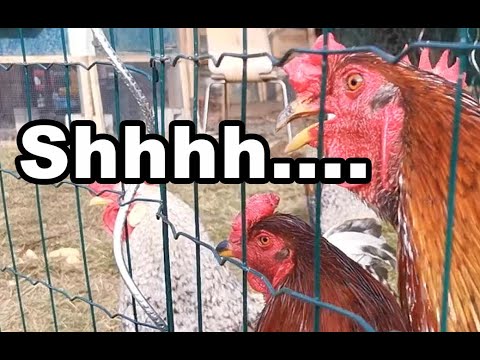 Alternativas para controlar el canto de los gallos: Collares antirruido