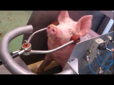 La cantidad de cerdos sacrificados anualmente en España: datos reveladores