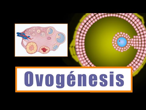 Folículo ovárico: una mirada profunda al proceso de maduración del óvulo