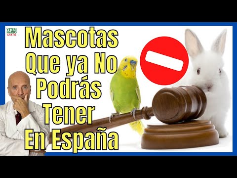 ¿Es legal tener un mapache como mascota en España en 2024?