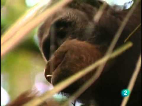 El peso promedio de un orangután al nacer en la naturaleza