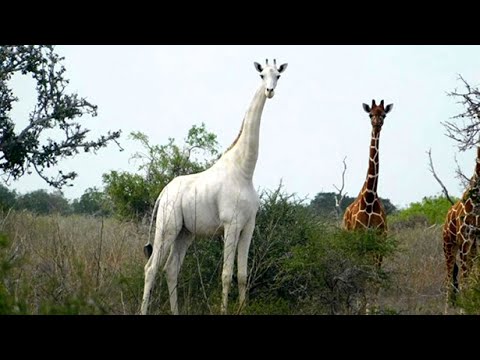 El color de la lengua de una jirafa: una curiosidad fascinante