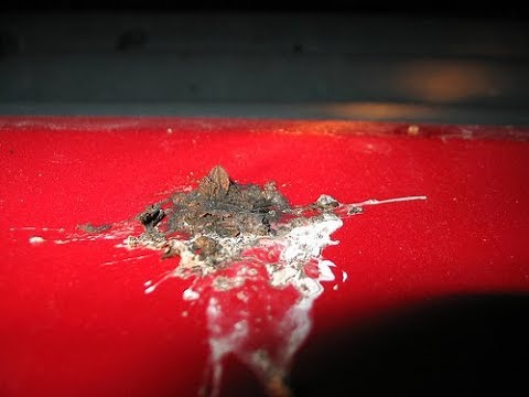 Elimina eficazmente los restos de excremento seco de paloma de tu coche
