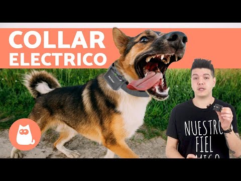 Los mejores collares para perros de rehala a precios asequibles