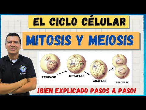La importancia de la fase mitosis y meiosis en la reproducción celular