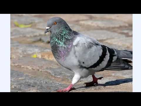 El fascinante canto de las palomas: ¿Cómo se llama?