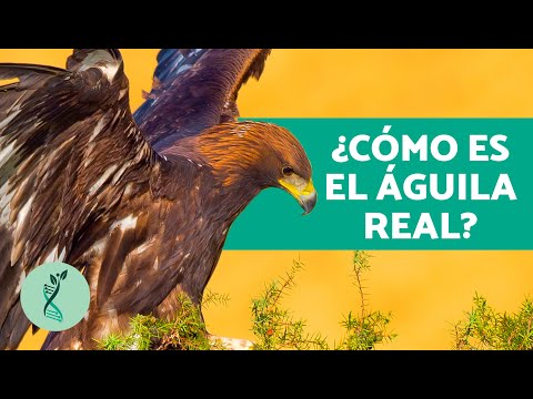 La alimentación del águila real: todo lo que necesitas saber