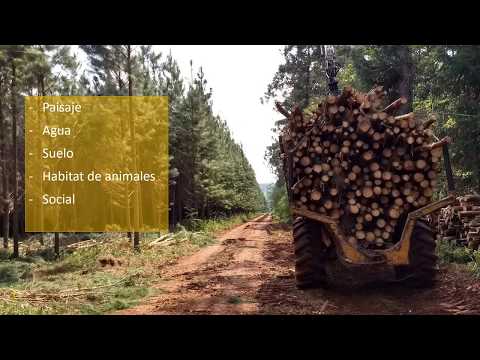 Conoce las características y usos de los caminos vecinales y pistas forestales