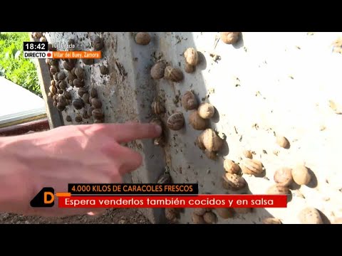 La fascinante granja de caracoles en Cadalso de los Vidrios: una experiencia única en el mundo rural