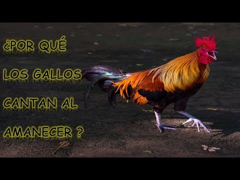 Cómo sincronizar tu canto de gallo con el amanecer: una experiencia única en la naturaleza