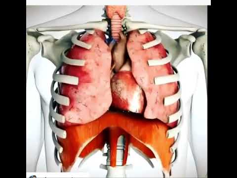 La función del diafragma en el sistema respiratorio.