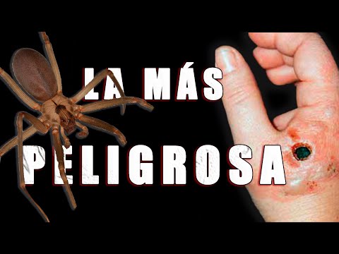 Las arañas violinistas en España: Un vistazo a su presencia en la península ibérica