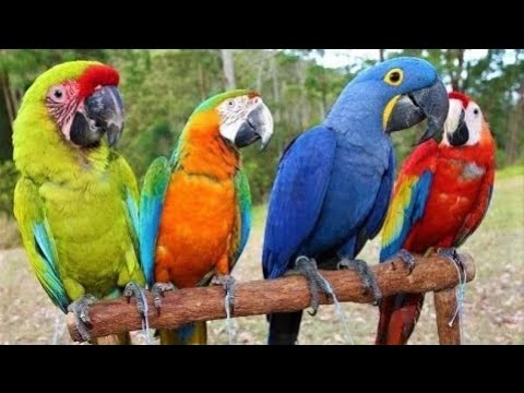 El fascinante mundo de los colores de los papagayos