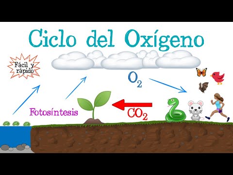 El papel crucial del oxígeno en la respiración: el elemento químico gaseoso imprescindible