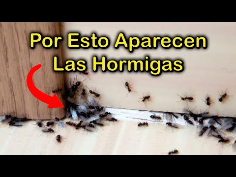 ¿Las hormigas pueden hundir una casa? Importantes datos que debes conocer