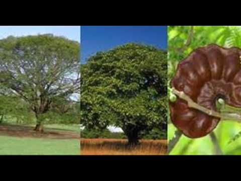 El nombre del árbol de la lima y sus características