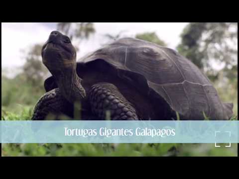 Las Islas Galápagos: Maravillas naturales de Ecuador