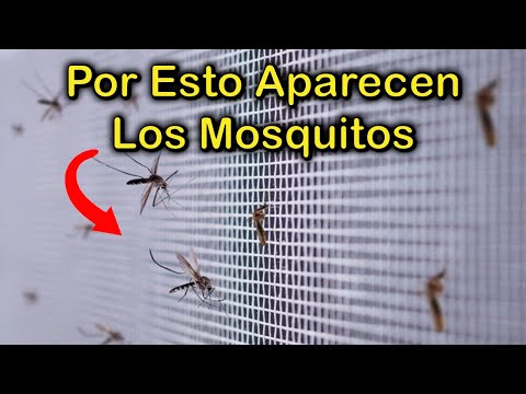 El significado espiritual de los pequeños mosquitos en casa