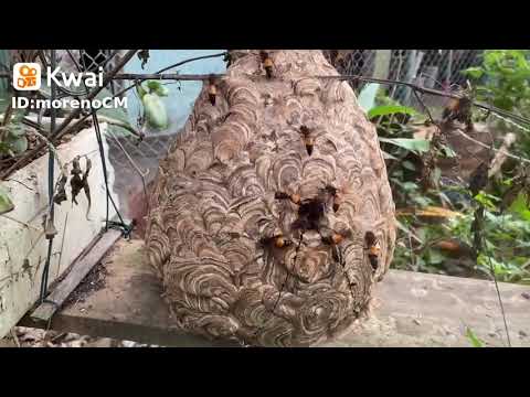 El fascinante mundo de los nidos de avispas en troncos huecos