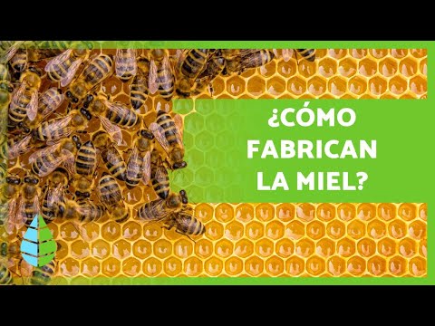 Las abejas que construyen sus panales subterráneos: una maravilla de la naturaleza