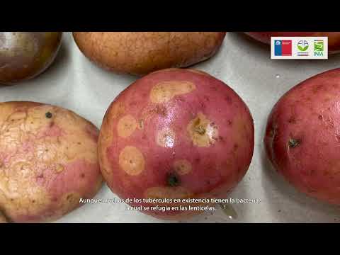 La enfermedad de la patata causada por un hongo: síntomas, prevención y tratamiento