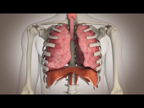 El papel del conducto entre la laringe y los bronquios en la respiración