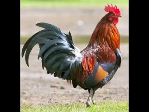 Cómo se llama el sonido del gallo