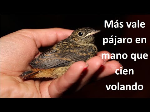 La importancia de Más vale pájaro en mano que cien volando