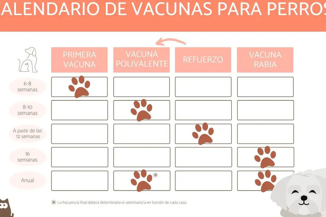 9 vacunas en una sola inyección para perros: Todo lo que necesitas saber.