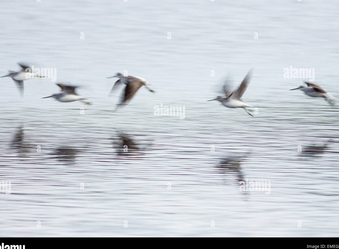 Aves pequeñas que vuelan sobre el agua: una vista impresionante.