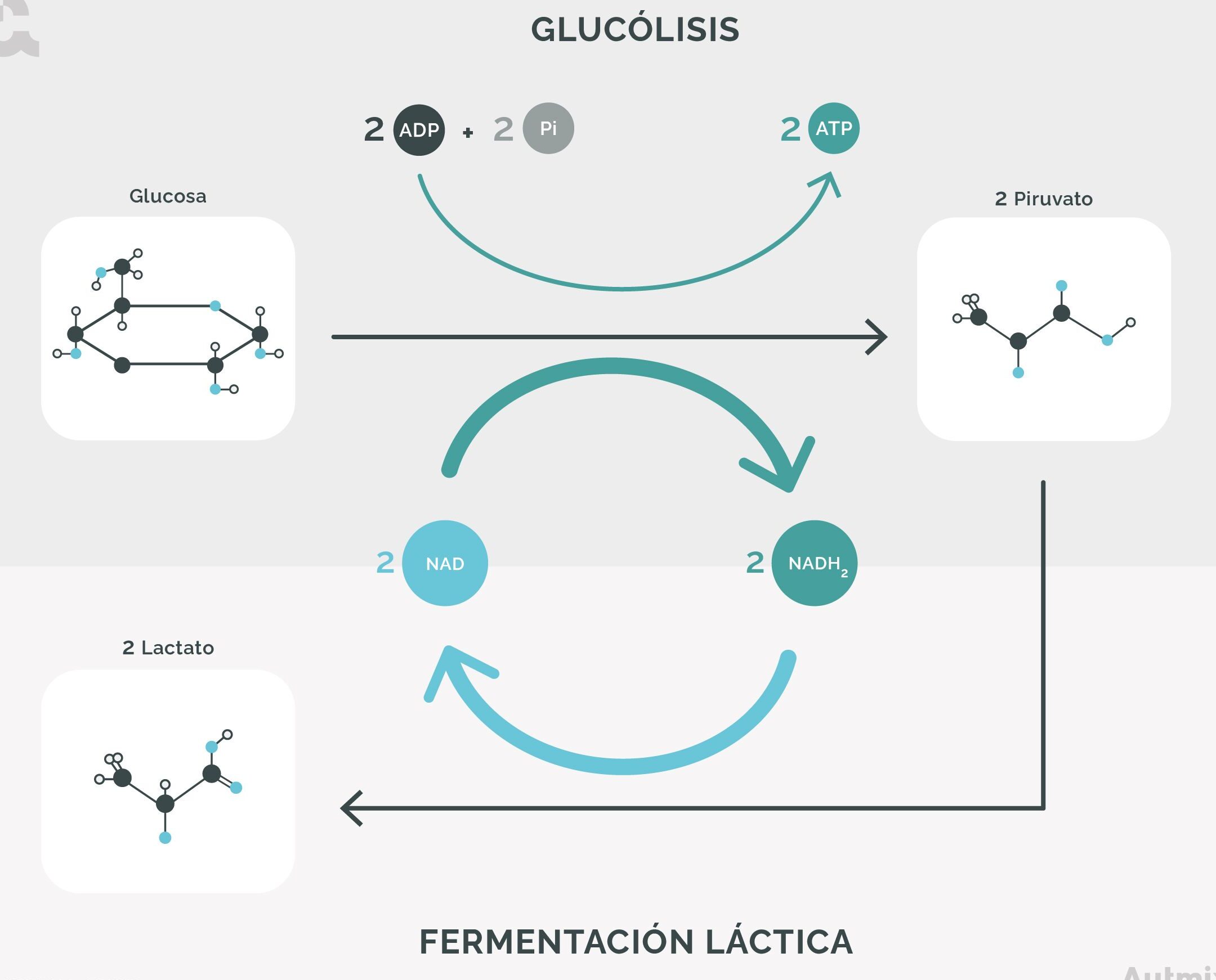Bacterias fermentadoras de lactosa y no lactosa: diferencias y aplicaciones en la industria alimentaria.