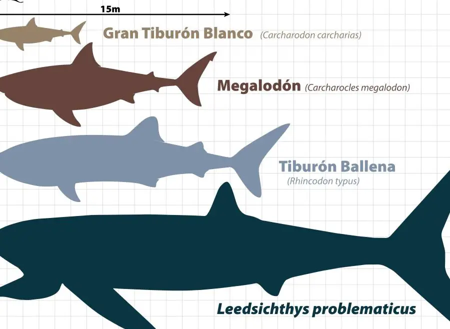 Ballena azul vs. tiburón ballena: Diferencias y similitudes.