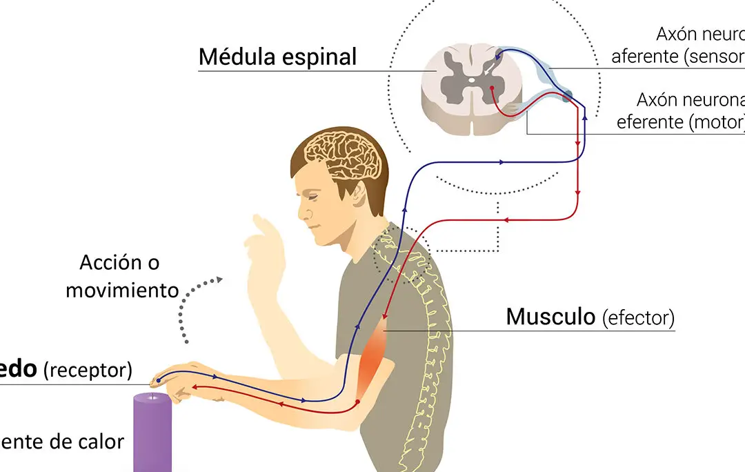 Características de las vías sensoriales que debes conocer en el sistema nervioso.