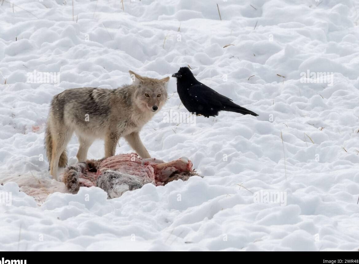 ¿Comen los coyotes a otros coyotes muertos?