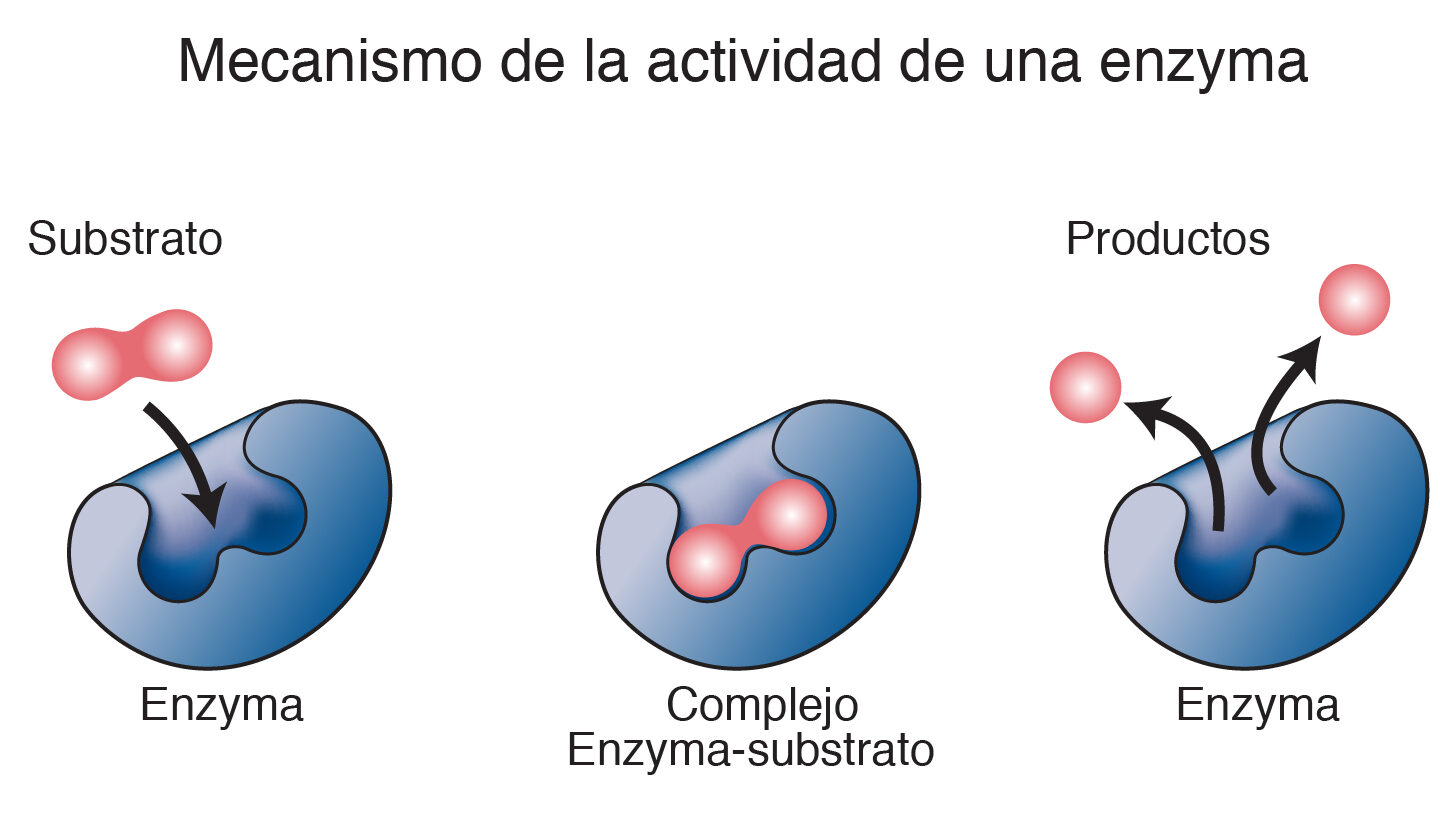 Cómo las enzimas aceleran las reacciones bioquímicas.