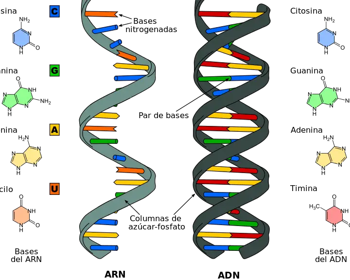 ¿Cuál es una descripción precisa de los genes?