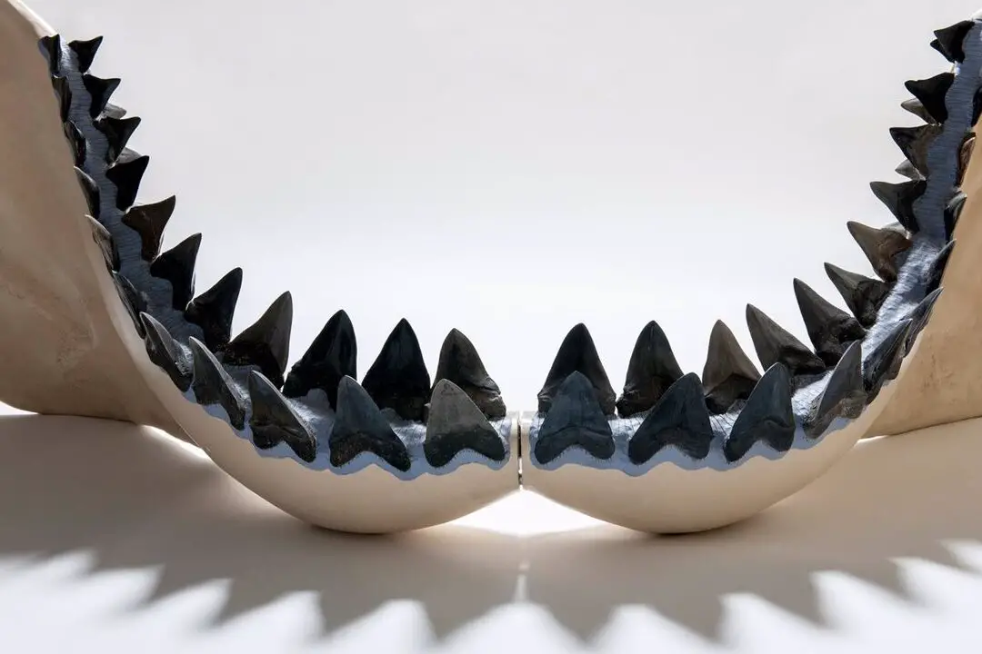 ¿Cuántos dientes tiene un tiburón?