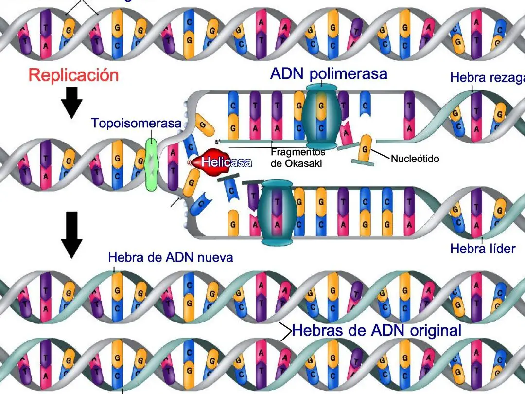 Diagrama con etiquetas de la replicación del ADN: proceso explicado paso a paso.