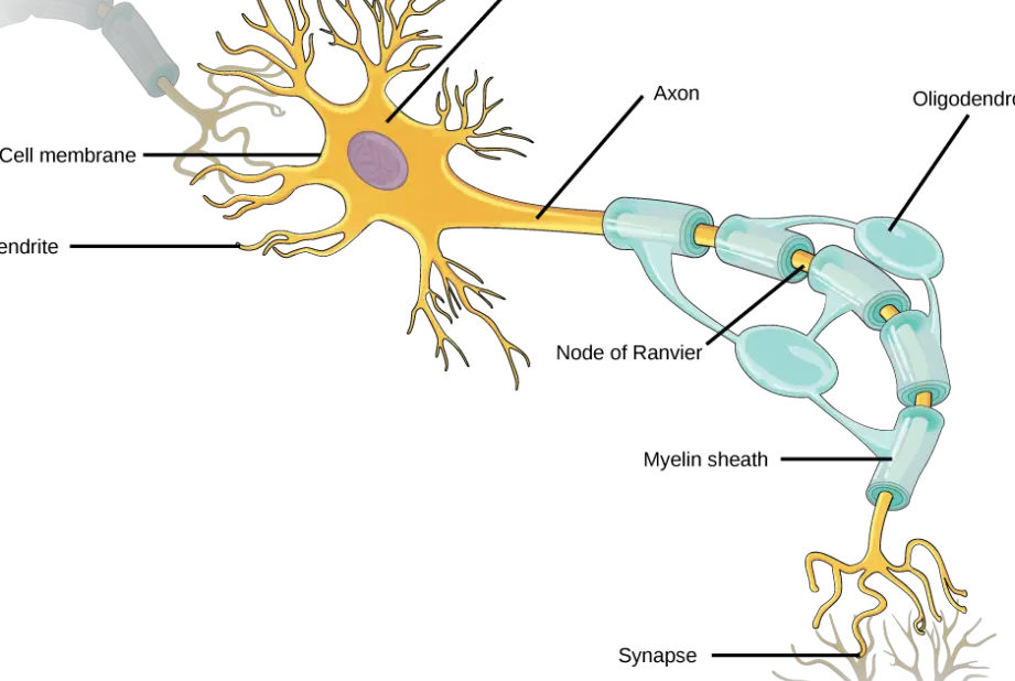 Diagrama de una Neurona: Figura 7.1.