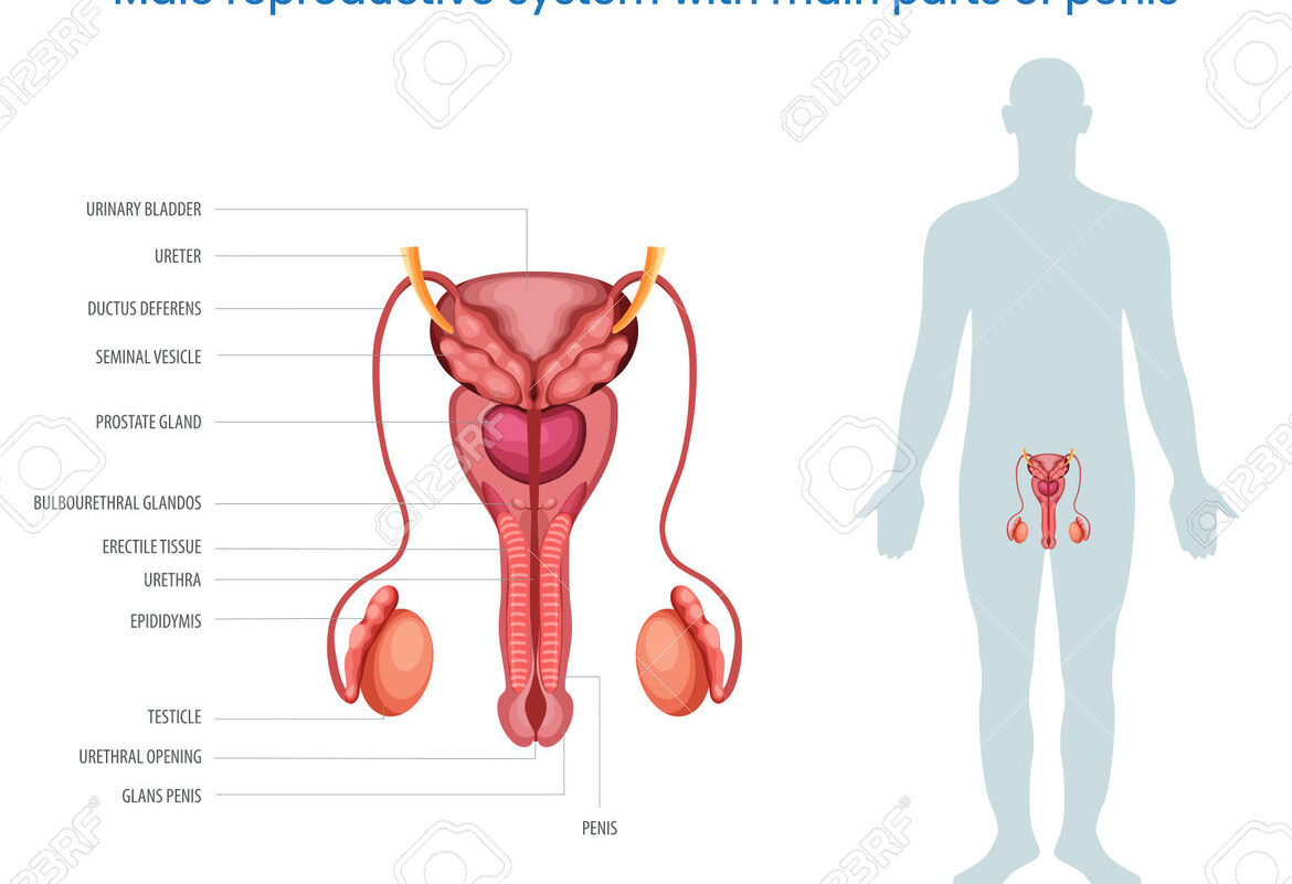 Dibujo del sistema reproductor masculino: Anatomía detallada.