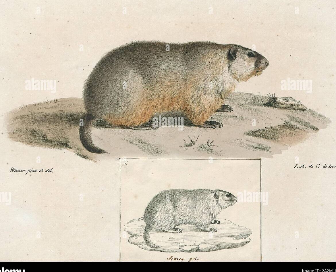 Diferencias entre la marmota y el tejón terrestre.