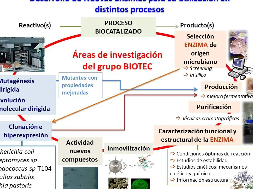El papel de las enzimas en los procesos biológicos.