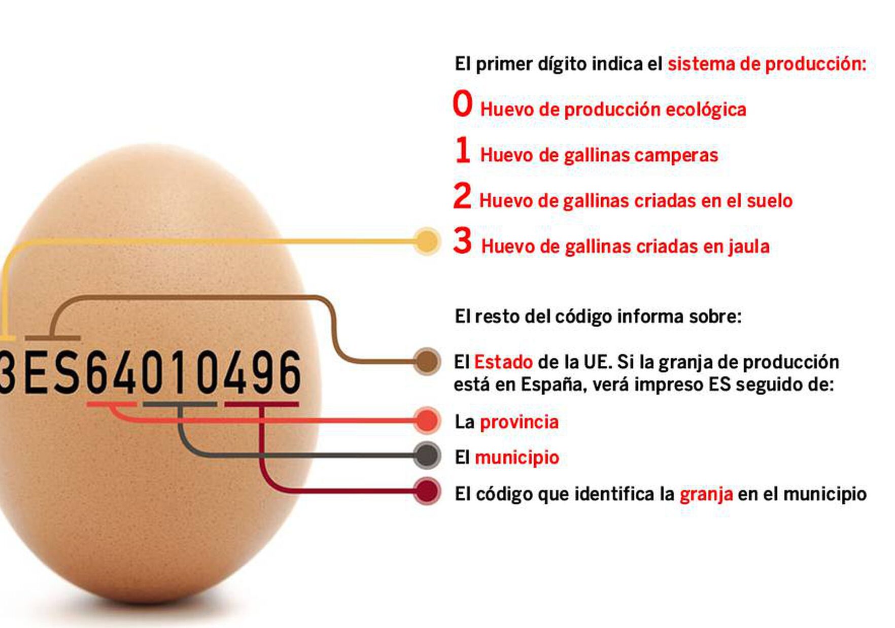 El período de gestación de los huevos de gallina: todo lo que necesitas saber.