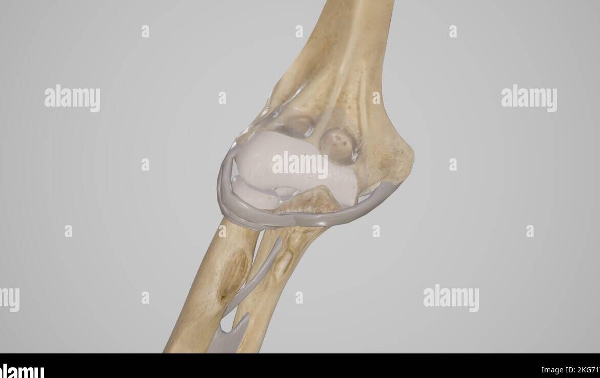 El proceso estiloides del pie: anatomía y función