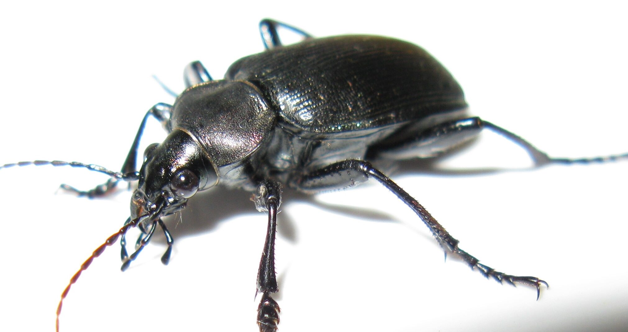 El simbolismo de los escarabajos: ¿Qué representan?