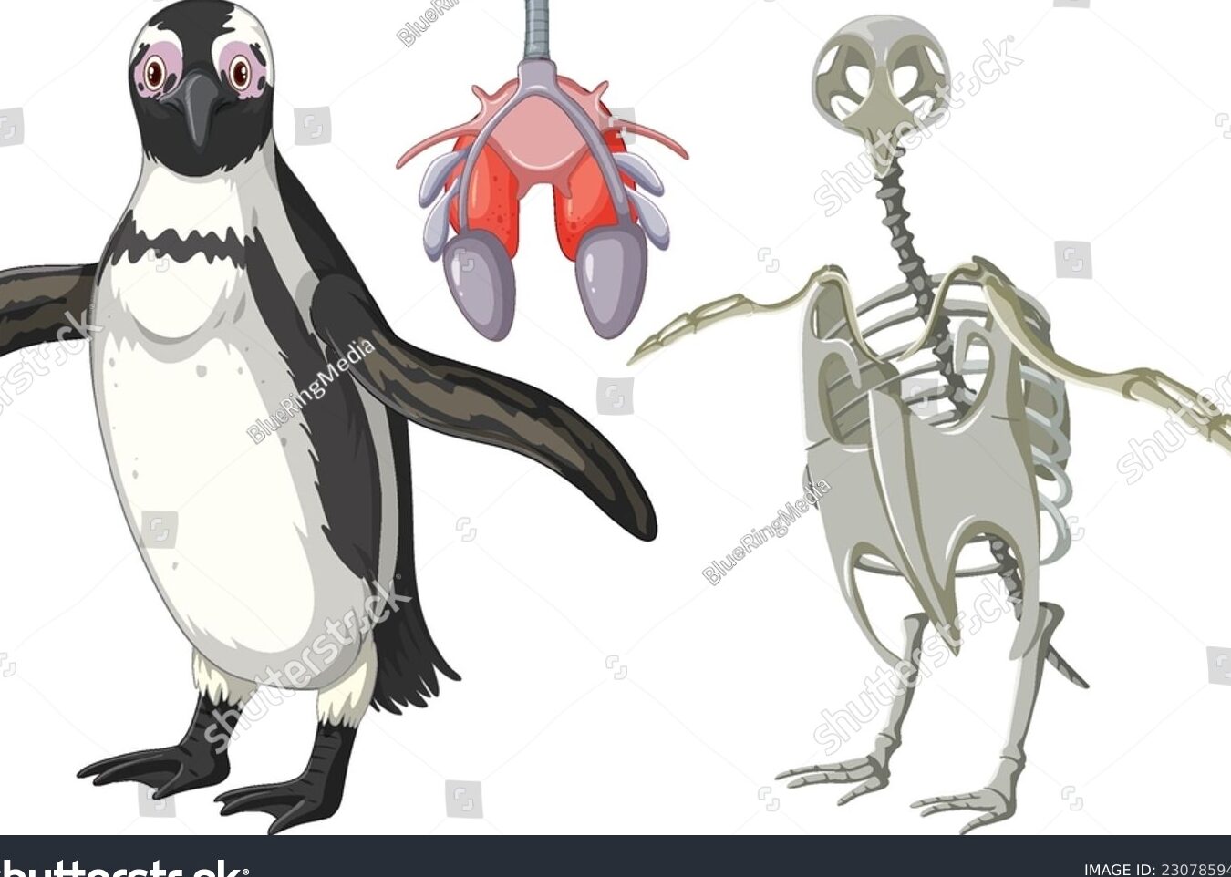 El sistema esquelético de un pingüino: estructura y adaptaciones.