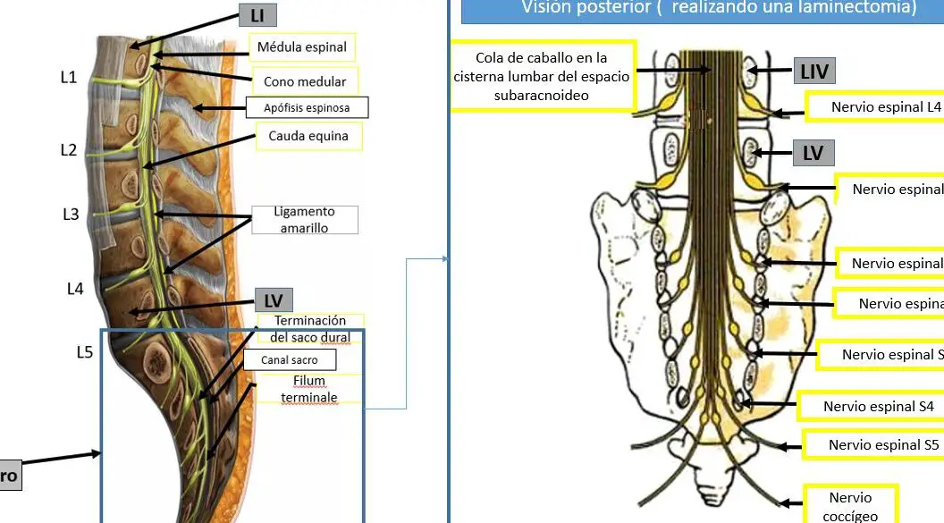 Estimulación de los nervios sacros espinales en el reflejo ______.