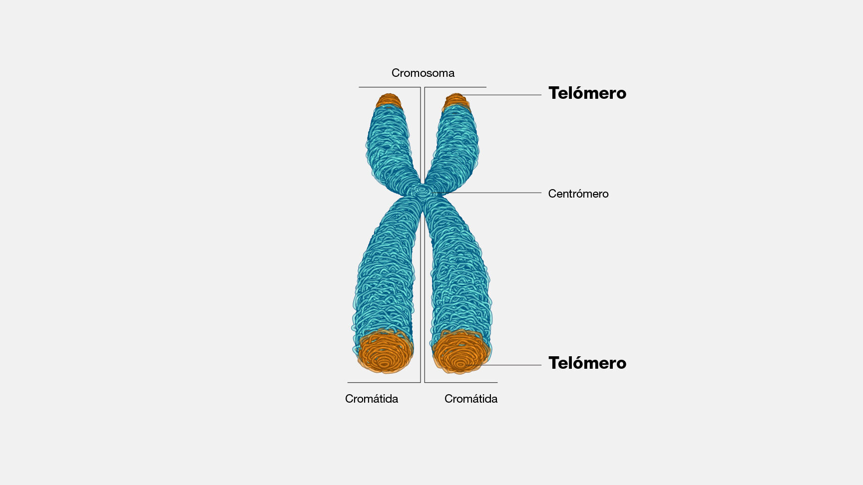 Etiqueta y dibuja un cromosoma: Guía paso a paso