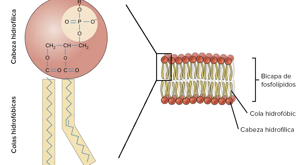 Etiquetado del diagrama de la membrana plasmática: Guía paso a paso