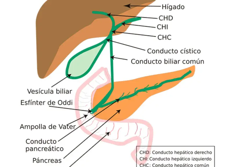 Formación común del conducto biliar: todo lo que necesitas saber.